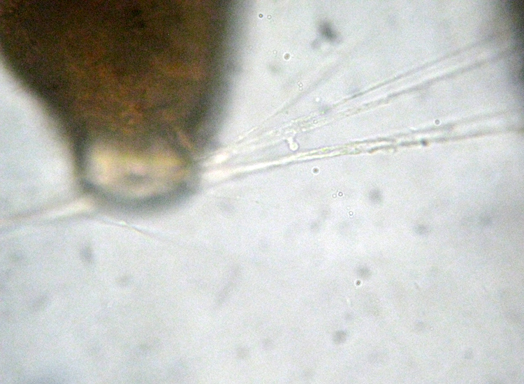 I Foraminifera come non li avevo mai visti!